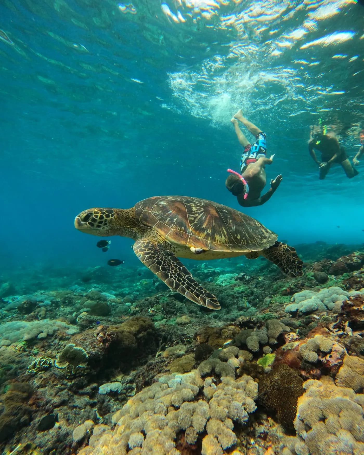 A green turtle gliding over coral with snorkellers above