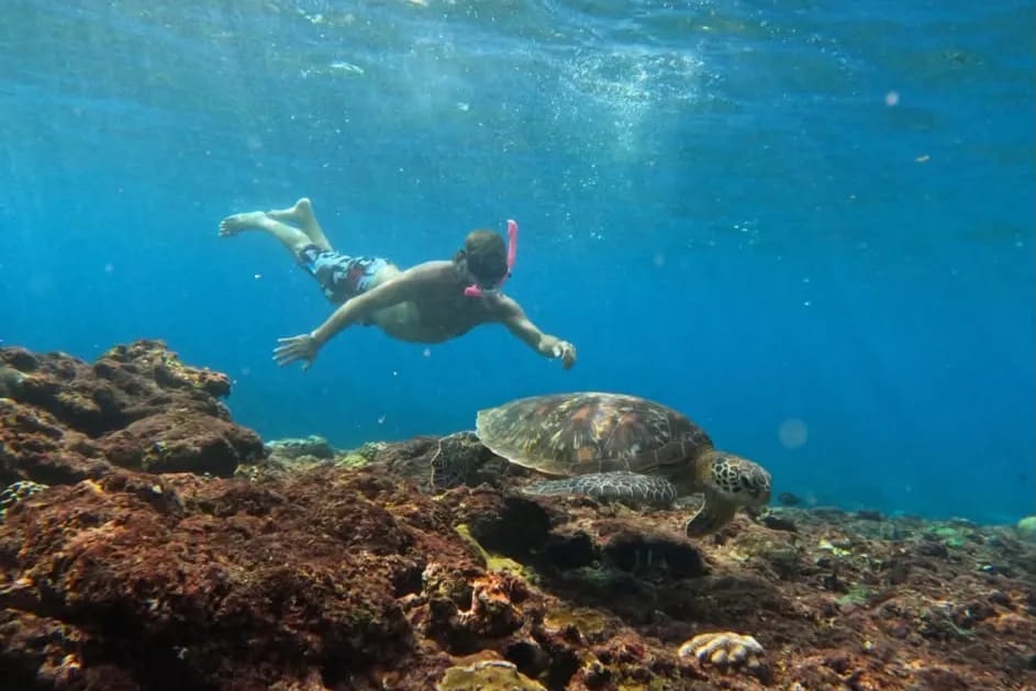 A snorkeller swimming above a turtle on the reef