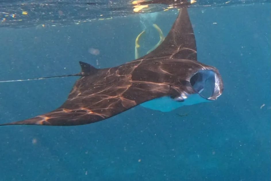A manta ray gliding just beneath the surface in clear blue water