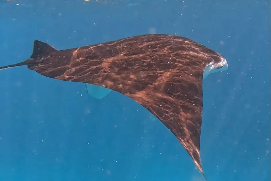 A manta ray banking with its wings spread wide below the surface