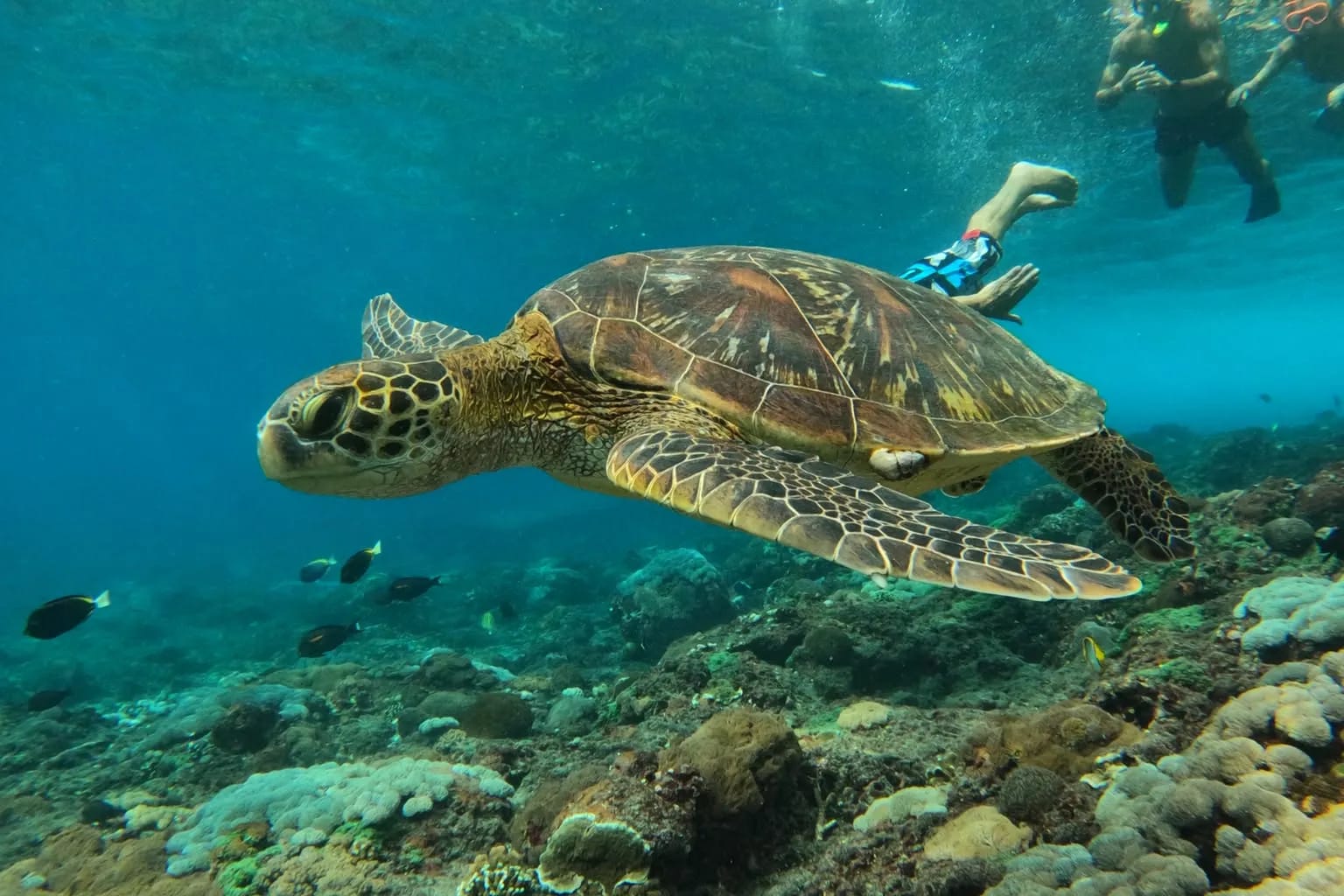 A green turtle feeding on the coral garden below a snorkeller