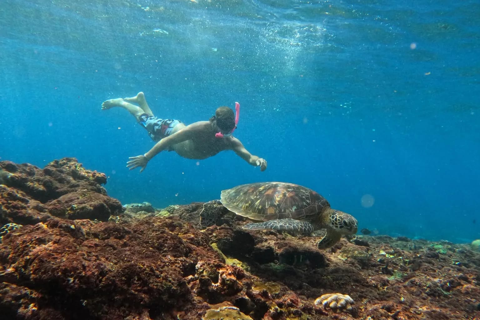 A green turtle swimming over the coral reef with snorkellers above