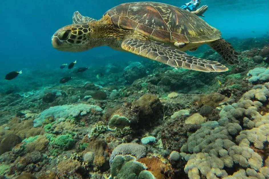A green turtle resting on the reef in bright shallow water