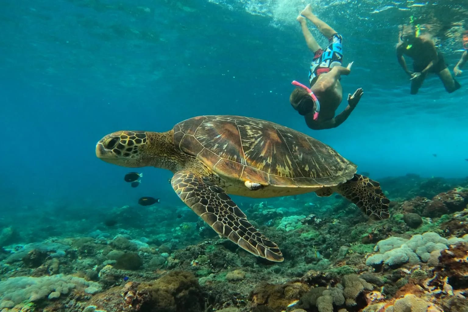 A snorkeller swimming down towards a green turtle on the reef
