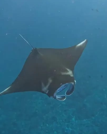 A manta ray gliding past beneath the surface