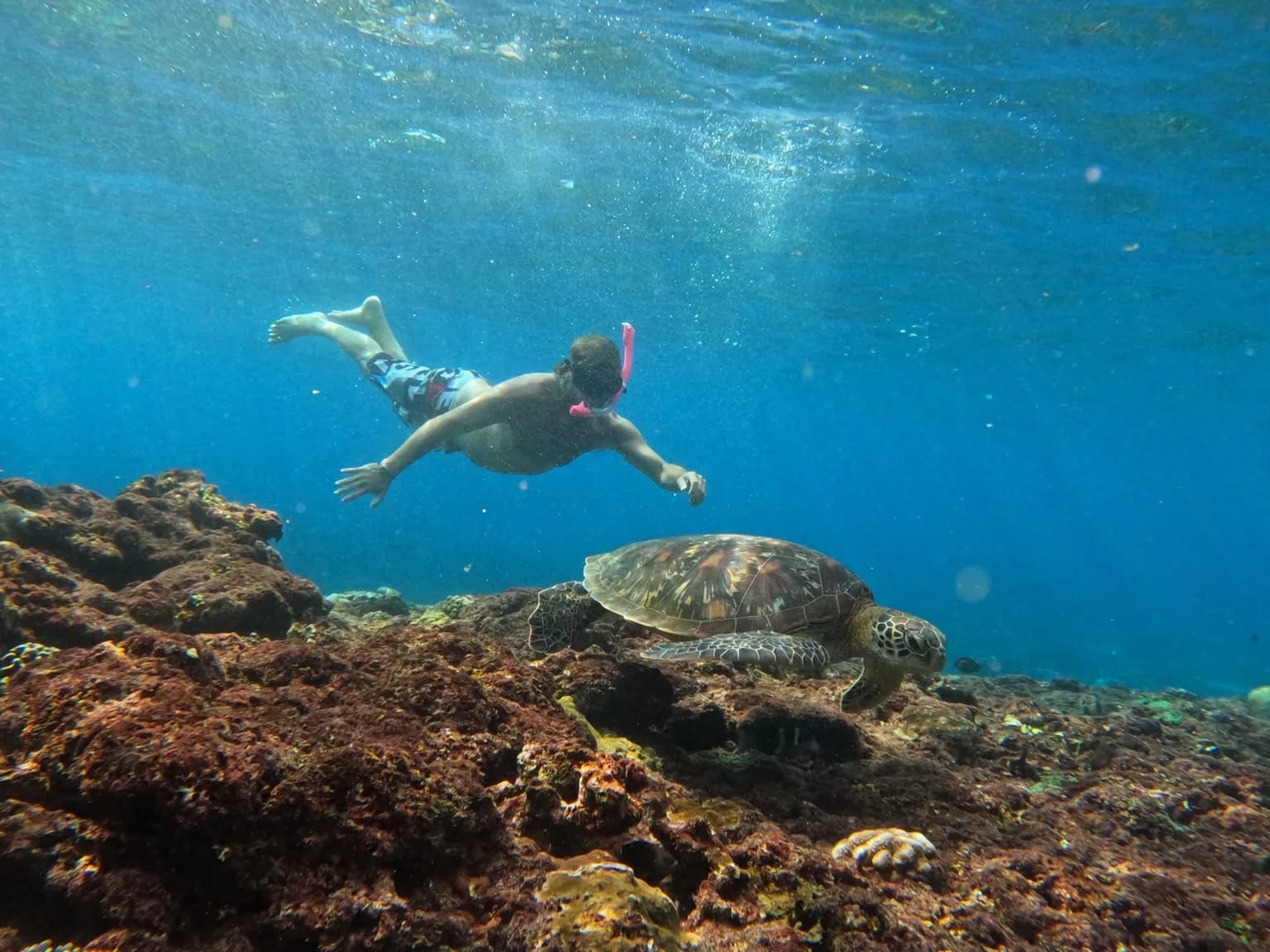 A snorkeller swimming above a green turtle on the reef