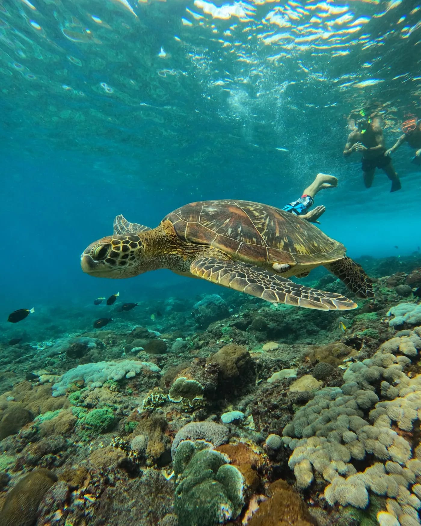 A green turtle resting on the reef below a snorkeller