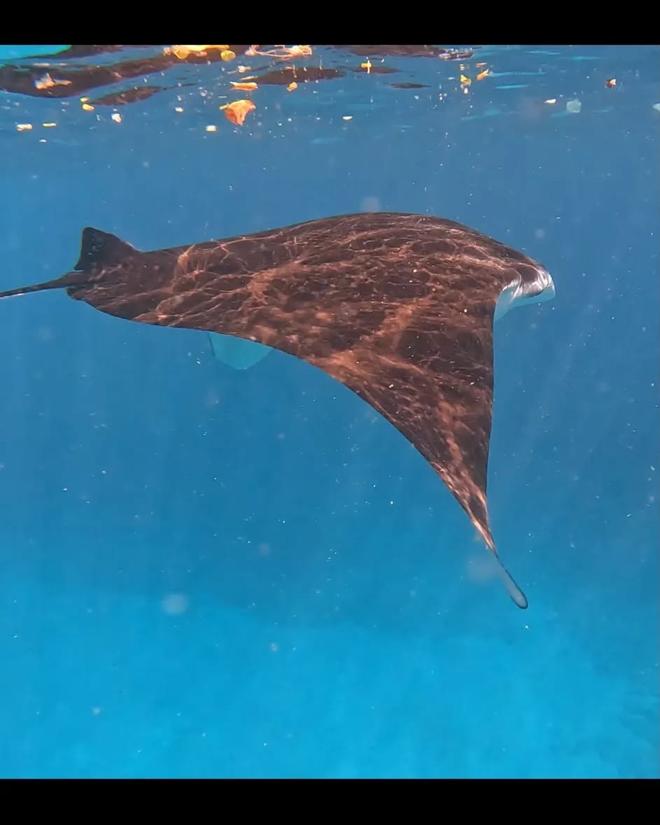 A manta ray gliding through open blue water